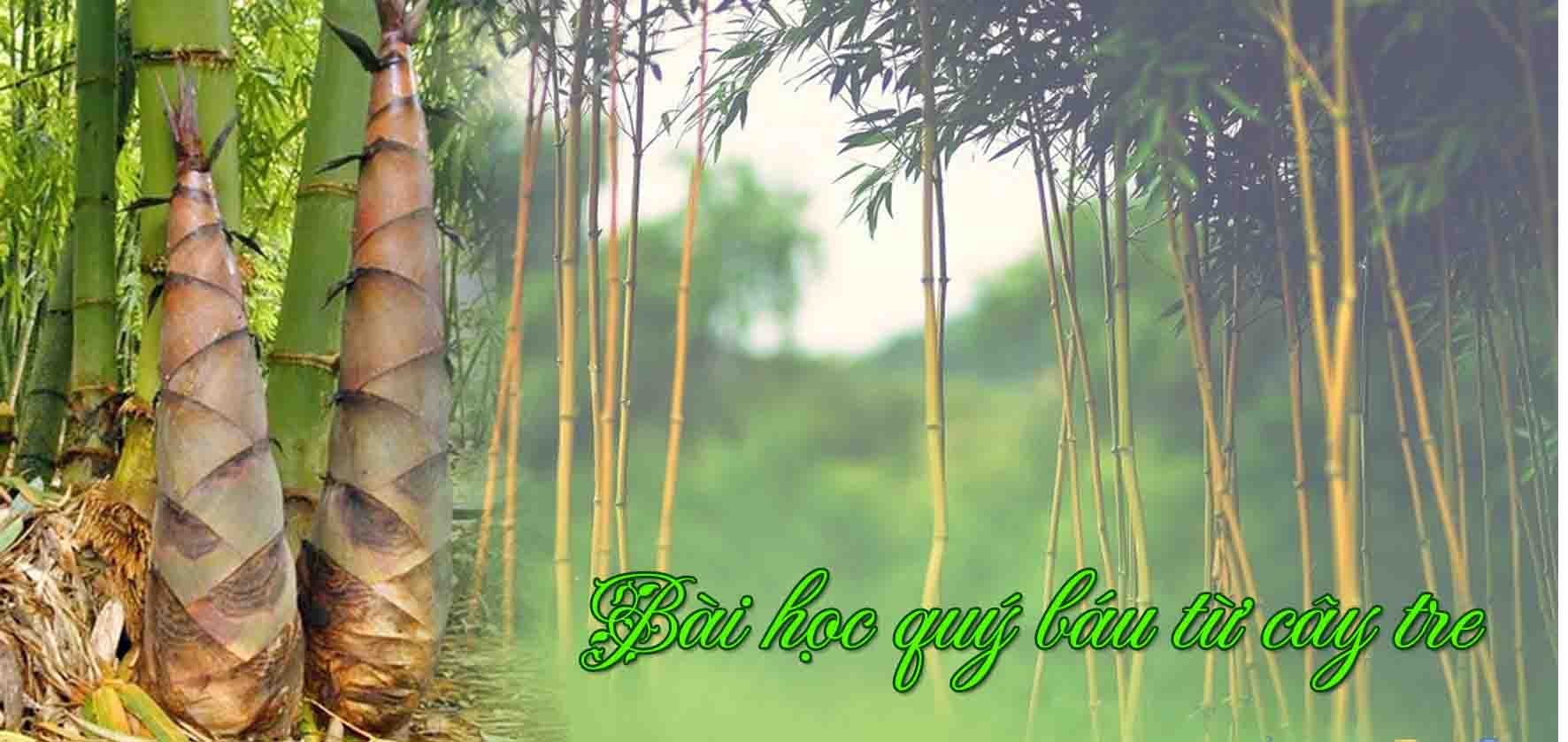 3 BÀI HỌC QUÝ BÁU TỪ CÂY TRE